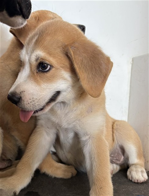 Adoptable Dog
