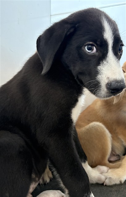 Adoptable Dog