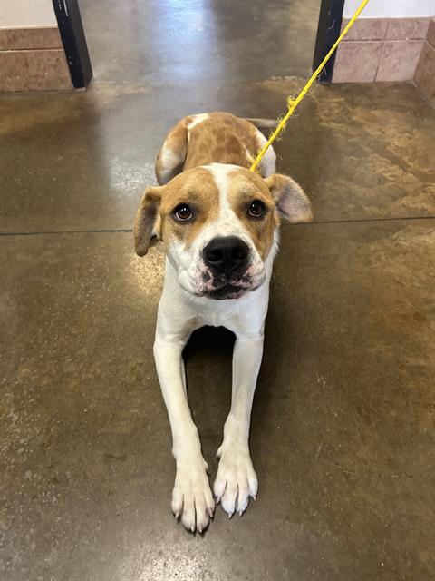 Georgie