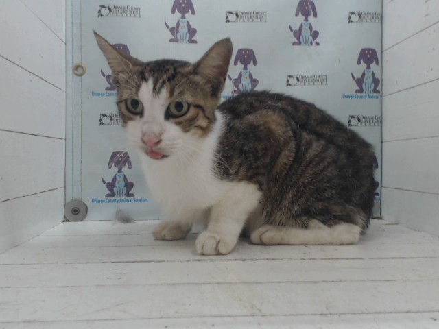 Adoptable Cat