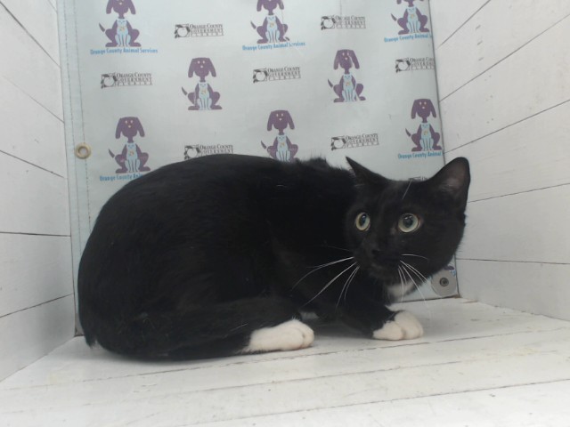 Black Shadow