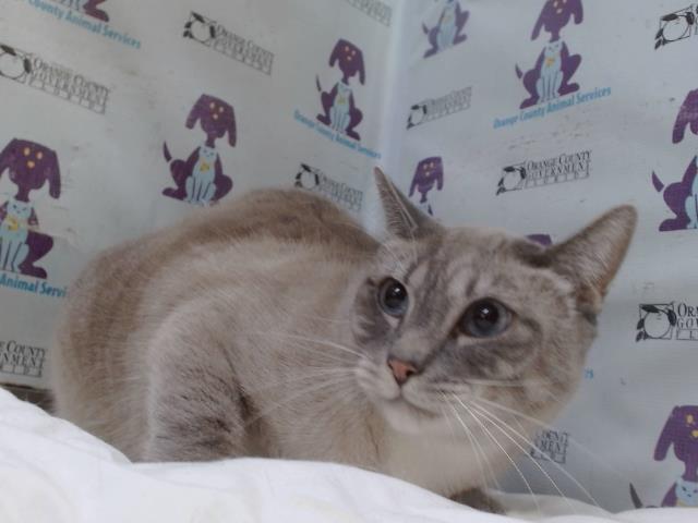 Mocci