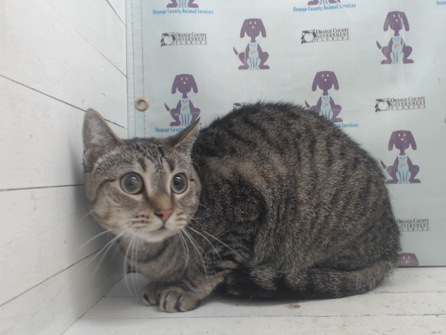 Darla