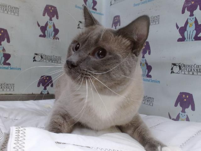 Purr Baby