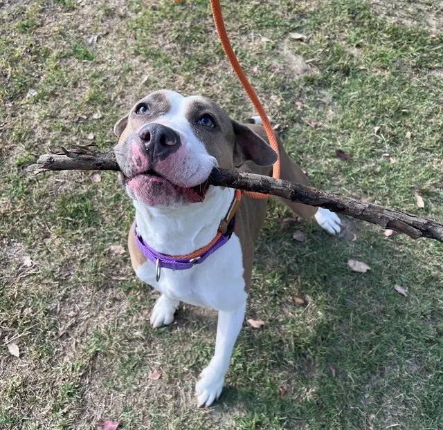 Kali - Adoption Pending