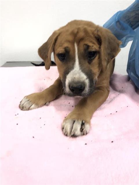 Adoptable Dog