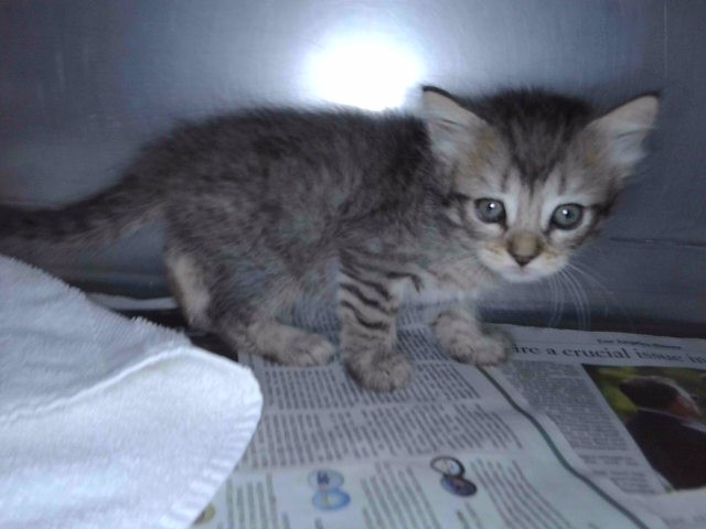 Adoptable Cat