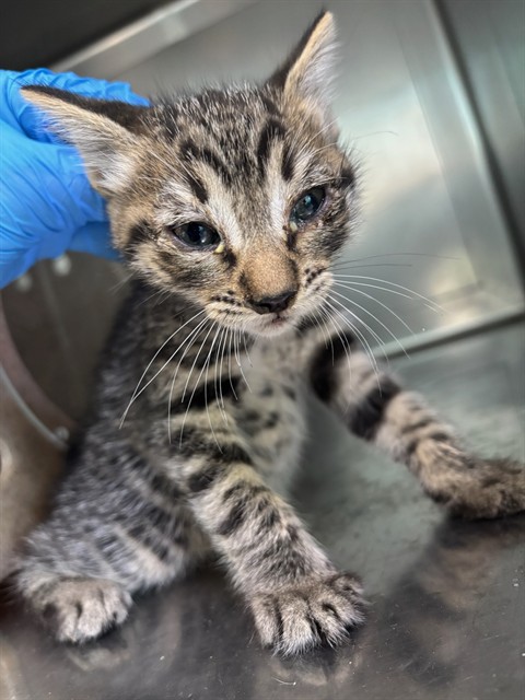 Adoptable Cat