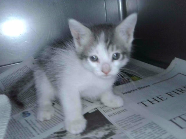 Adoptable Cat