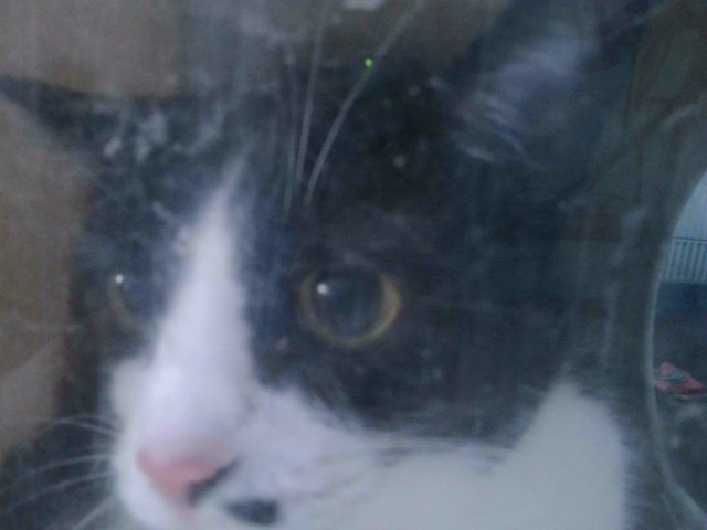 Lucy