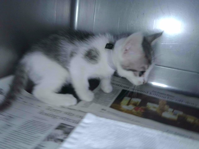 Adoptable Cat