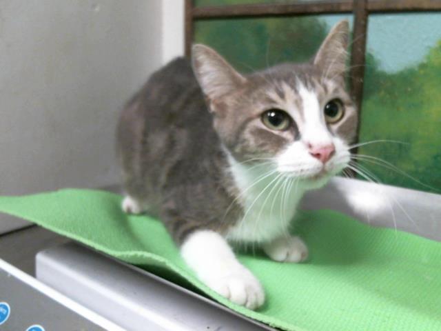 Adoptable Cat