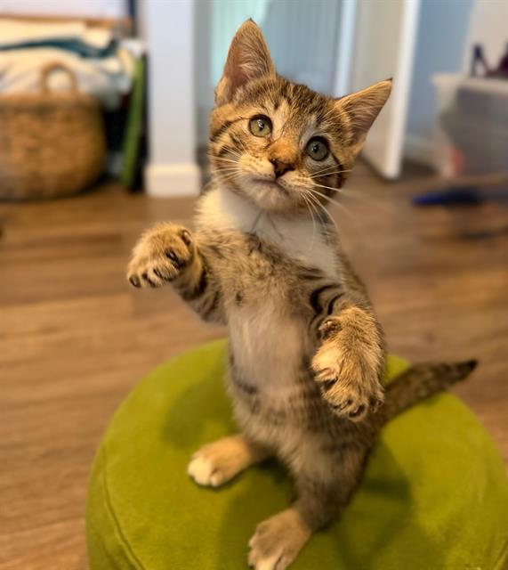 Adoptable Cat