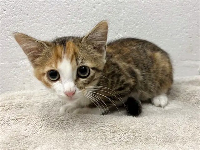 Mimi
