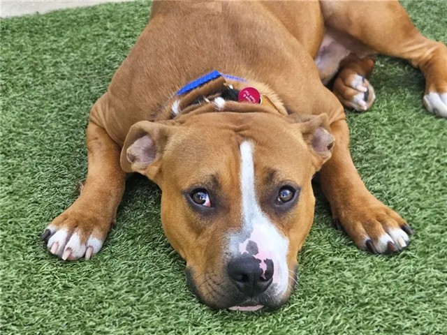 Barkley