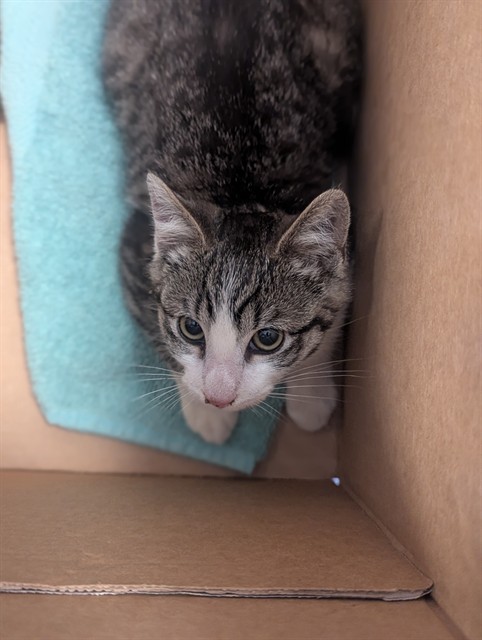 Adoptable Cat