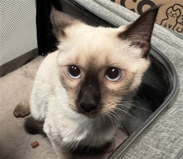 Adoptable Cat