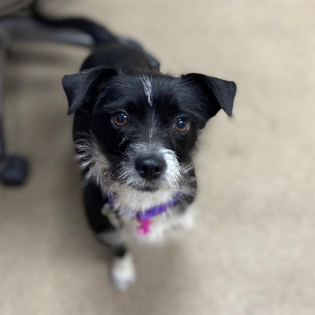 Roxy