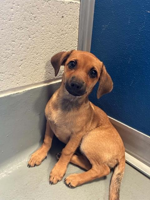 Adoptable Dog