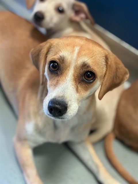 Adoptable Dog
