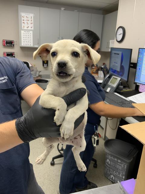 Adoptable Dog