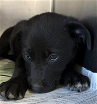 Adoptable Dog