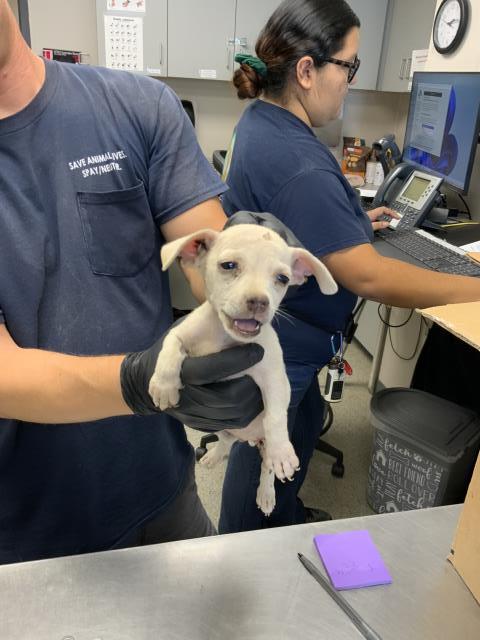 Adoptable Dog