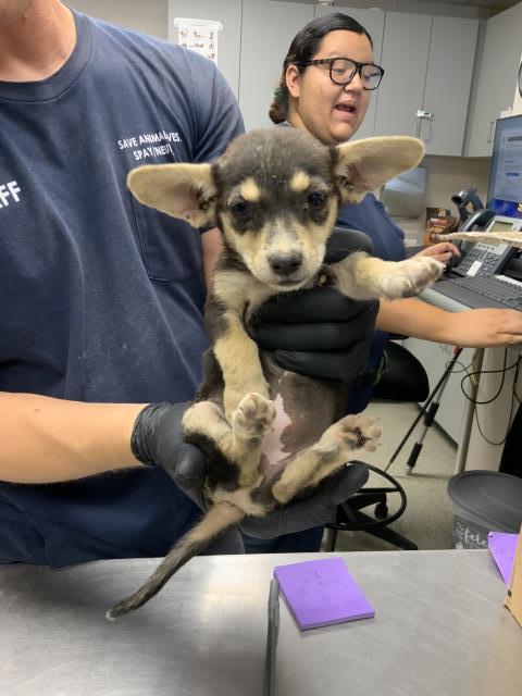 Adoptable Dog
