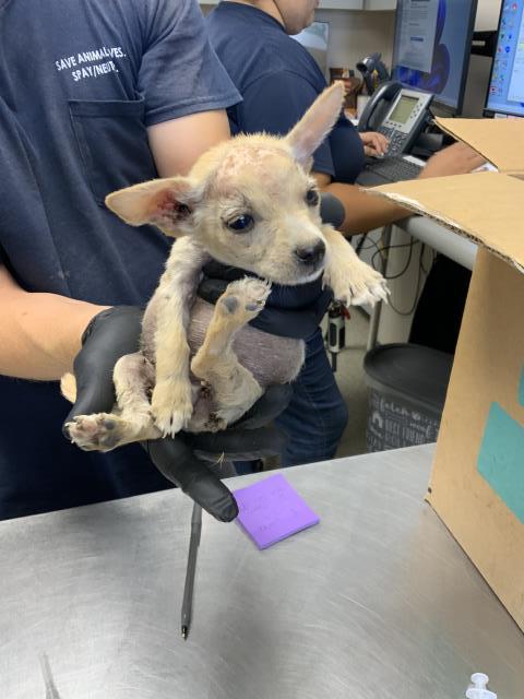Adoptable Dog