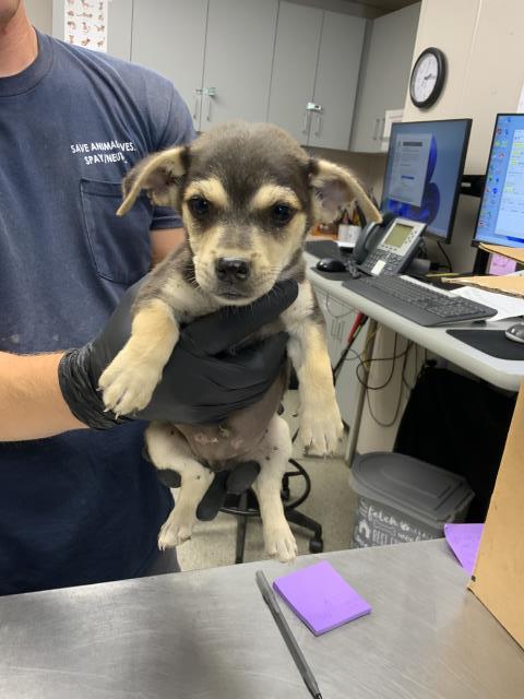 Adoptable Dog
