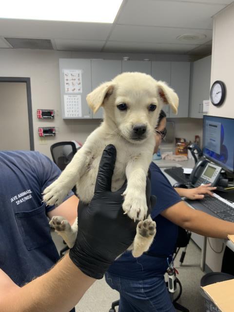 Adoptable Dog