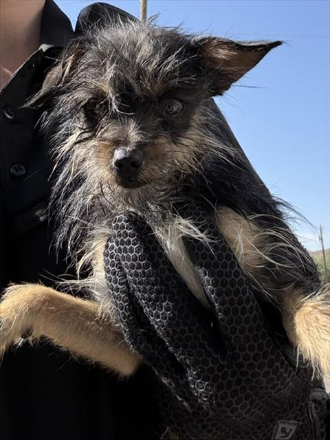 Asta