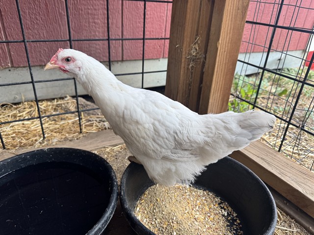 Lainey Cluckson