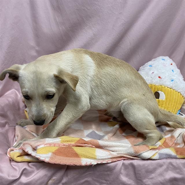 Adoptable Dog