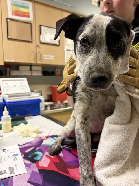Adoptable Dog