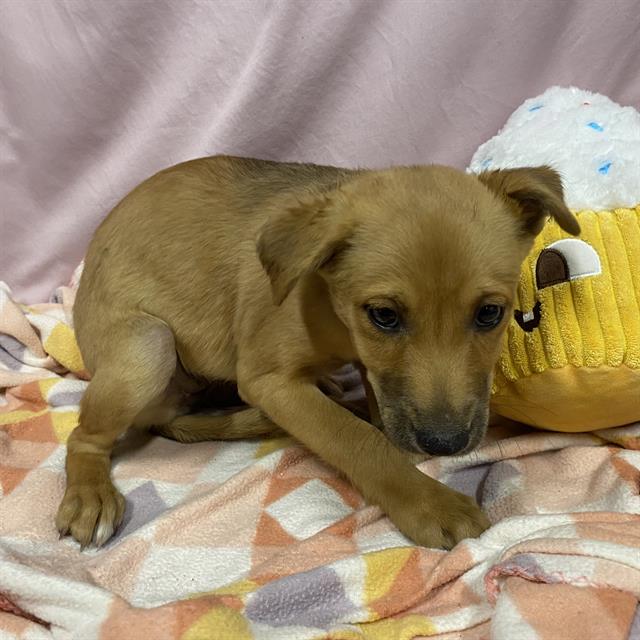 Adoptable Dog