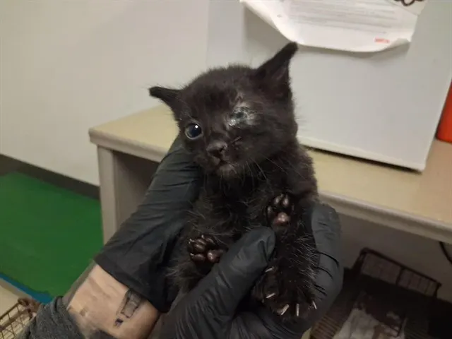 Adoptable Cat
