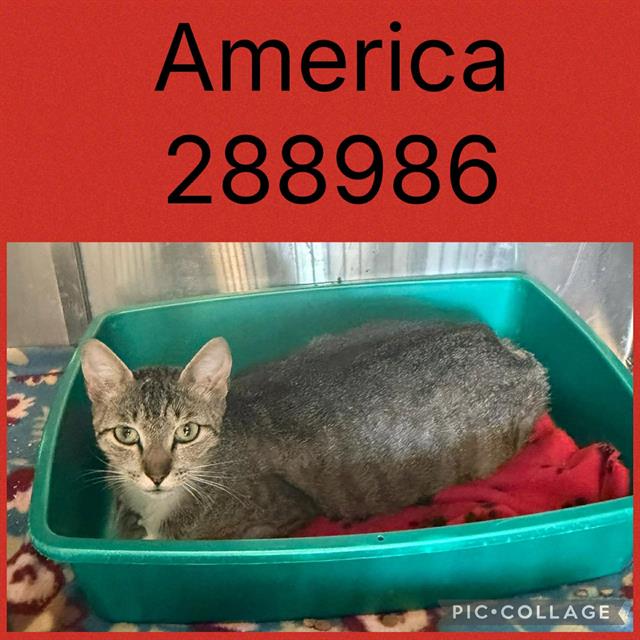 America