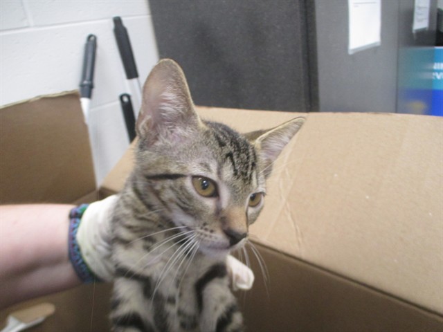 Adoptable Cat