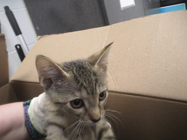Adoptable Cat