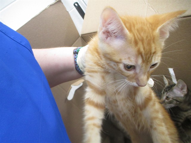 Adoptable Cat