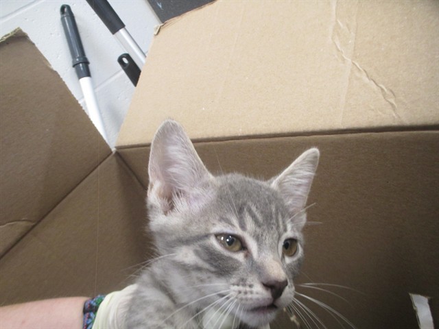 Adoptable Cat
