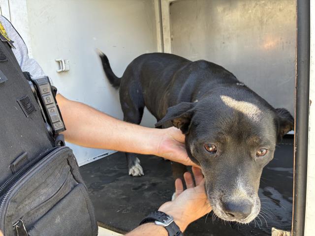 Adoptable Dog