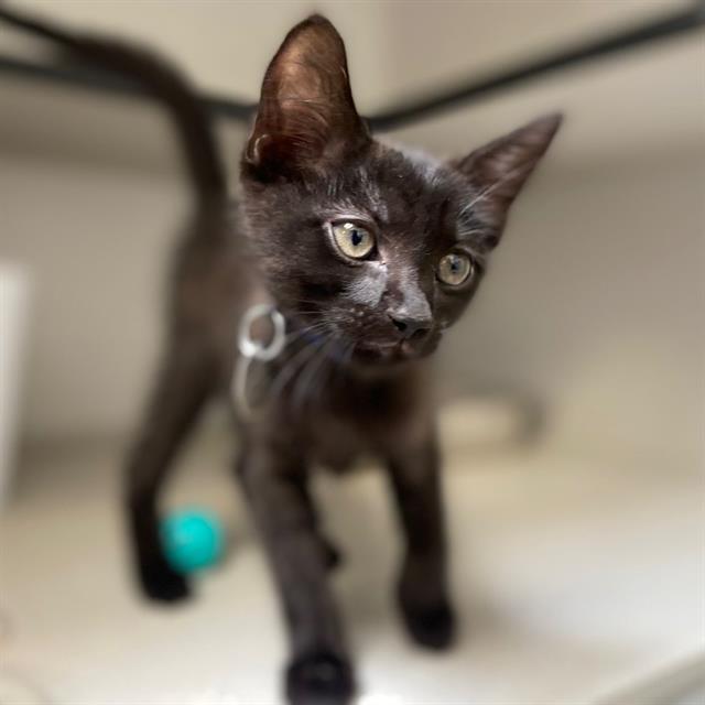 Rufus