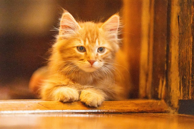 Cheddar