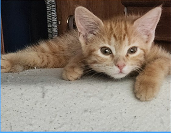 Nala