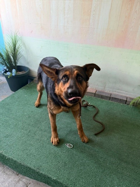 Adoptable Dog
