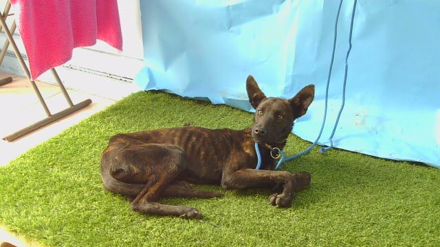 Adoptable Dog