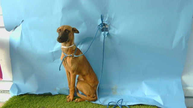 Adoptable Dog