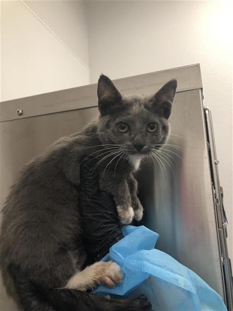 Adoptable Cat